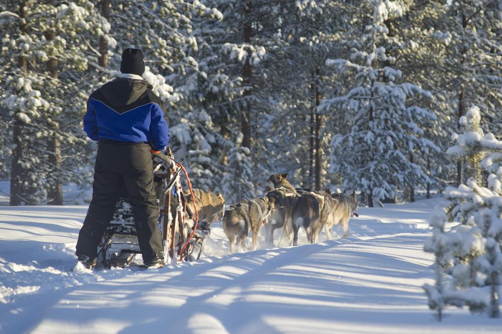 8 daagse excursiereis Arctic Light in the Forest